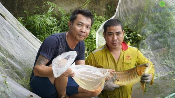 Hoàng Mạnh Long – Người đàn ông bén duyên với cá rồng Hoàng Mạnh Long – Người đàn ông bén duyên với cá rồng