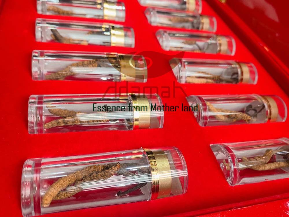 Đông trùng hạ thảo hoang dã món quà ý nghĩa cho mọi nhà