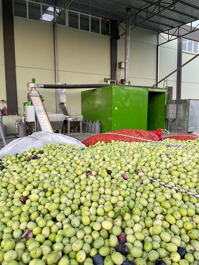 Những trái ô liu tươi ngon sau khi khi thu hái