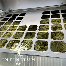 Quả ô liu sau công đoạn xay nghiền